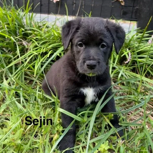 A baby medium-sized male Black Mixed Breed dog named Selena Pup Sejin for adoption in Fairfax, VA