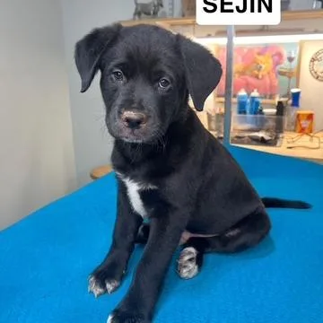 Selena Pup Sejin thumbnail 2