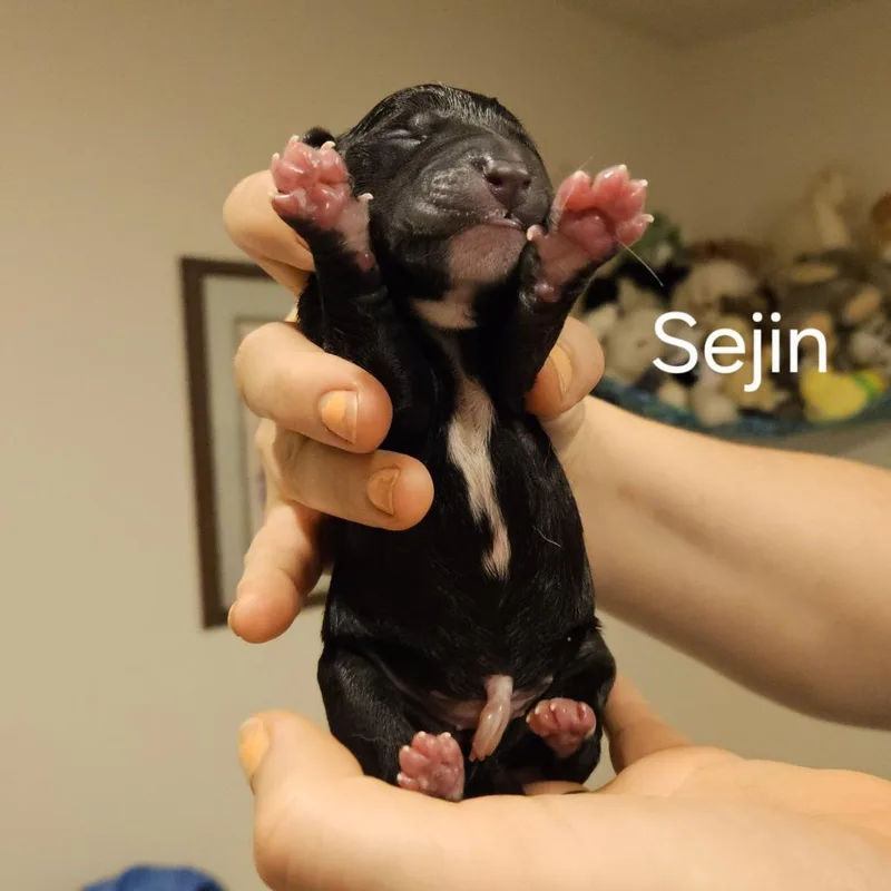 Selena Pup Sejin thumbnail 3