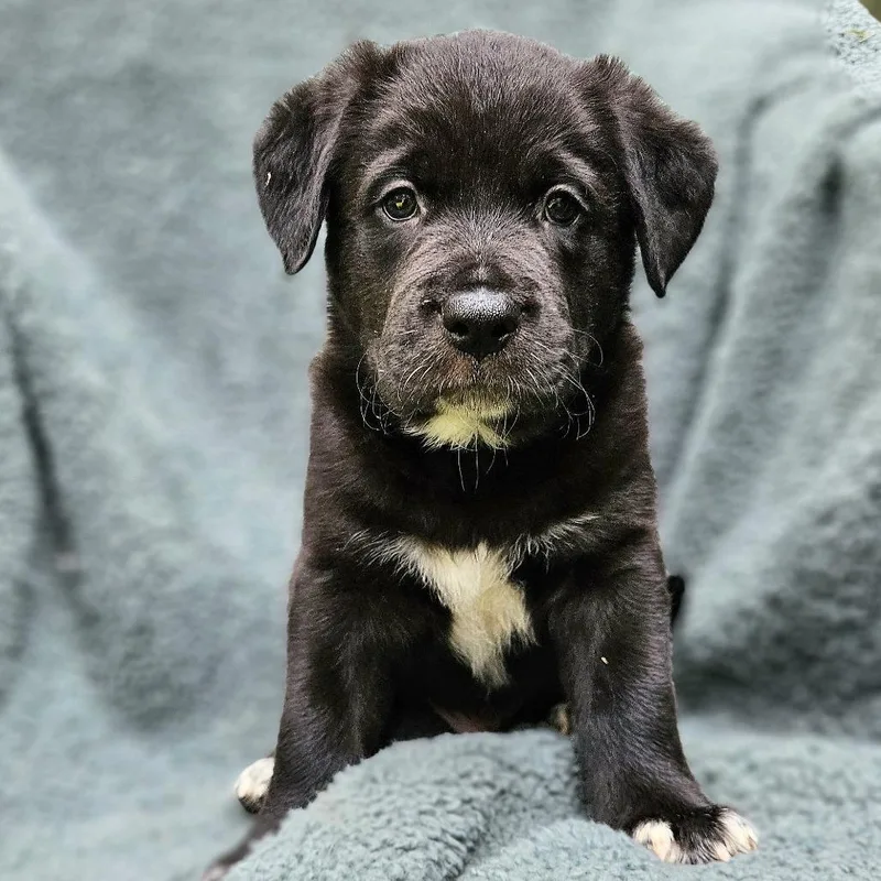 Selena Pup Sejin thumbnail 4