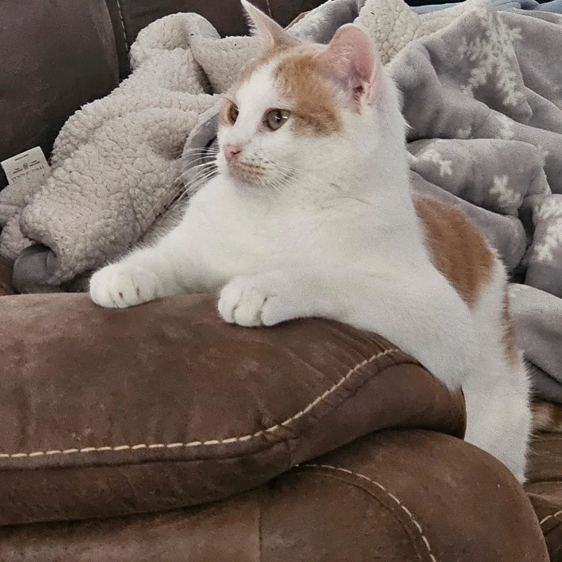 An adult medium-sized male Orange & White Domestic Short Hair cat named Taylor And Catnap for adoption in Melrose, MA