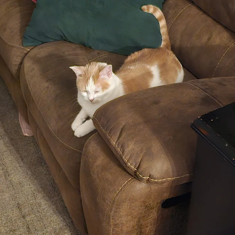 Taylor And Catnap thumbnail 2