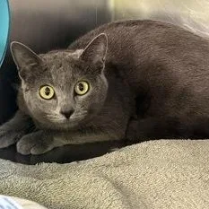 An adult medium-sized female Gray / Blue / Silver Domestic Short Hair cat named Darcy for adoption in Rapid City, SD