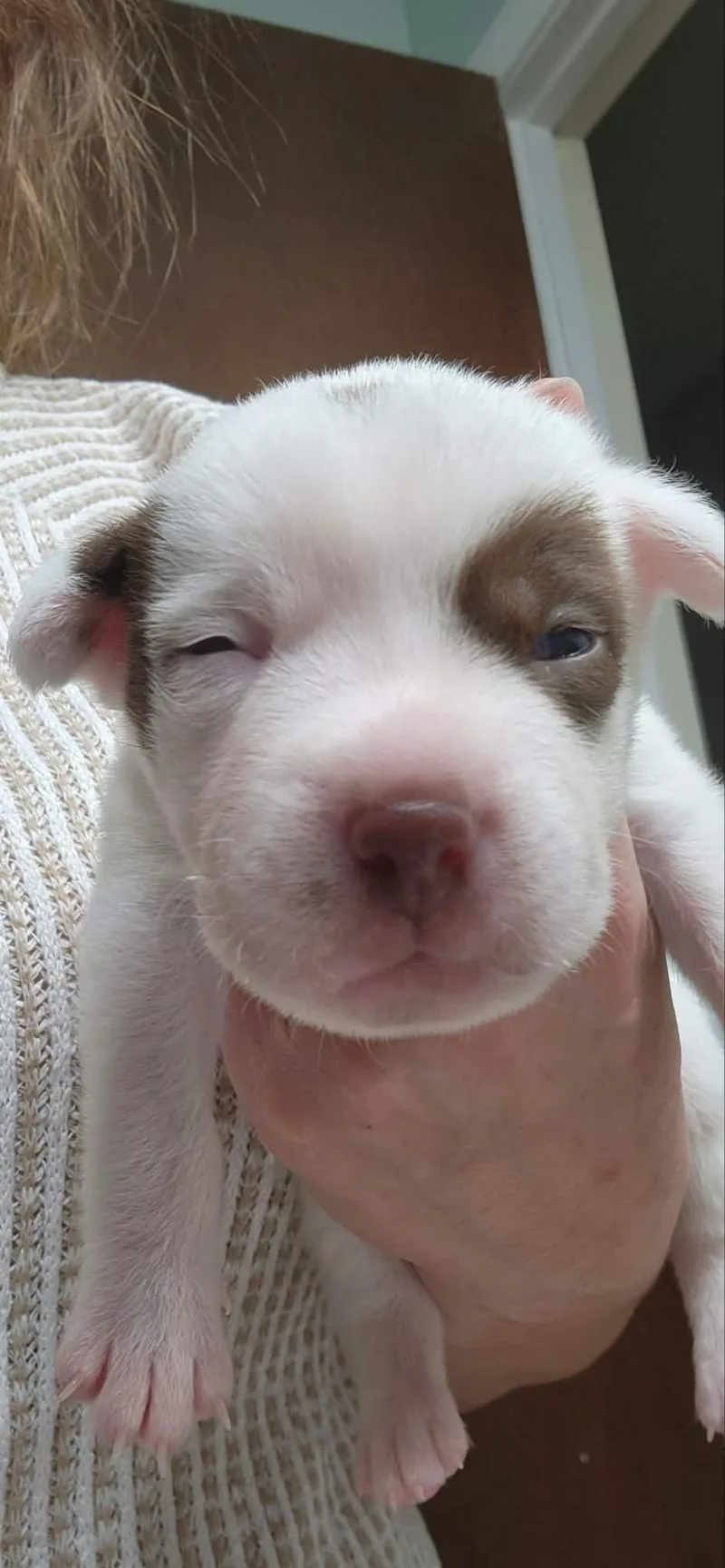 A baby small-sized female Labrador Retriever dog named Cher for adoption in Westport, CT