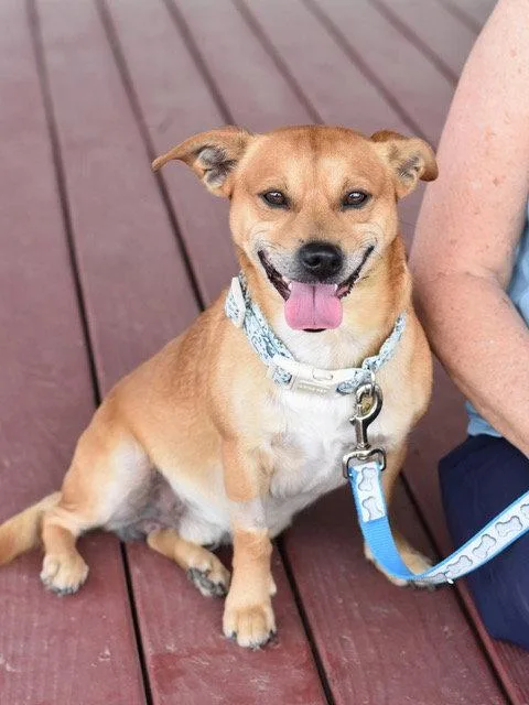 An adult medium-sized male Terrier dog named Alfred for adoption in Montgomery, TX