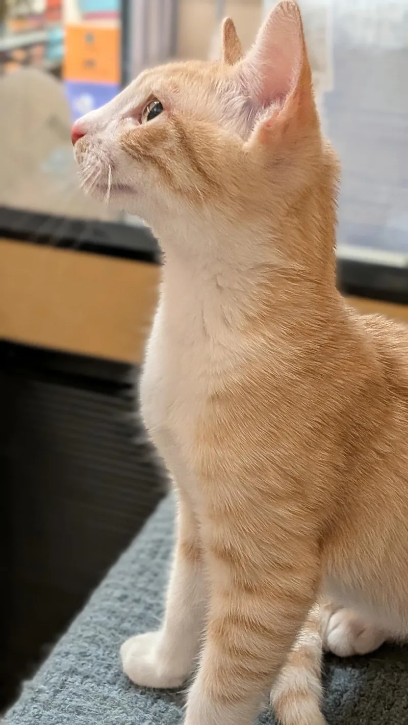 A baby medium-sized male Tabby (Buff / Tan / Fawn) Domestic Short Hair cat named Red for adoption in Irvine, CA