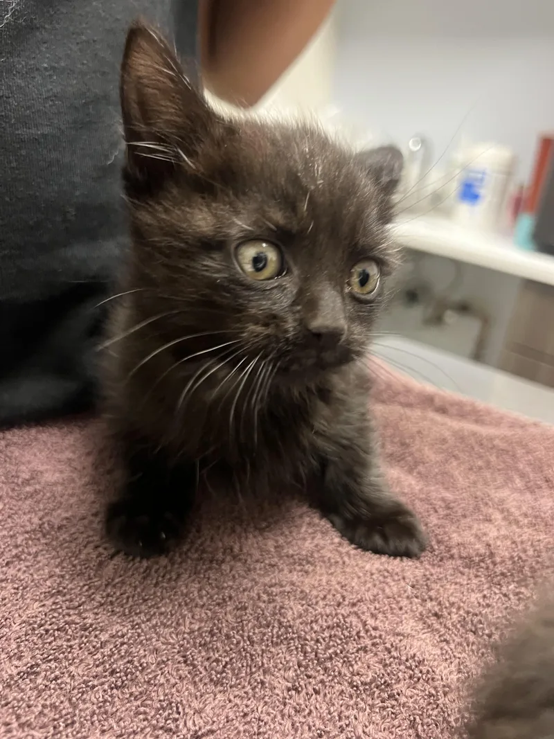 A baby small-sized male Domestic Short Hair cat named Logan for adoption in Chico, CA