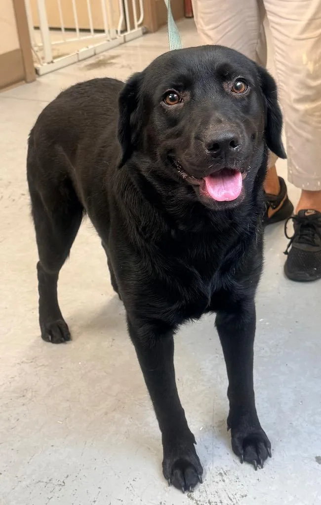 An adult medium-sized female Labrador Retriever dog named Shyla for adoption in North Vernon, IN