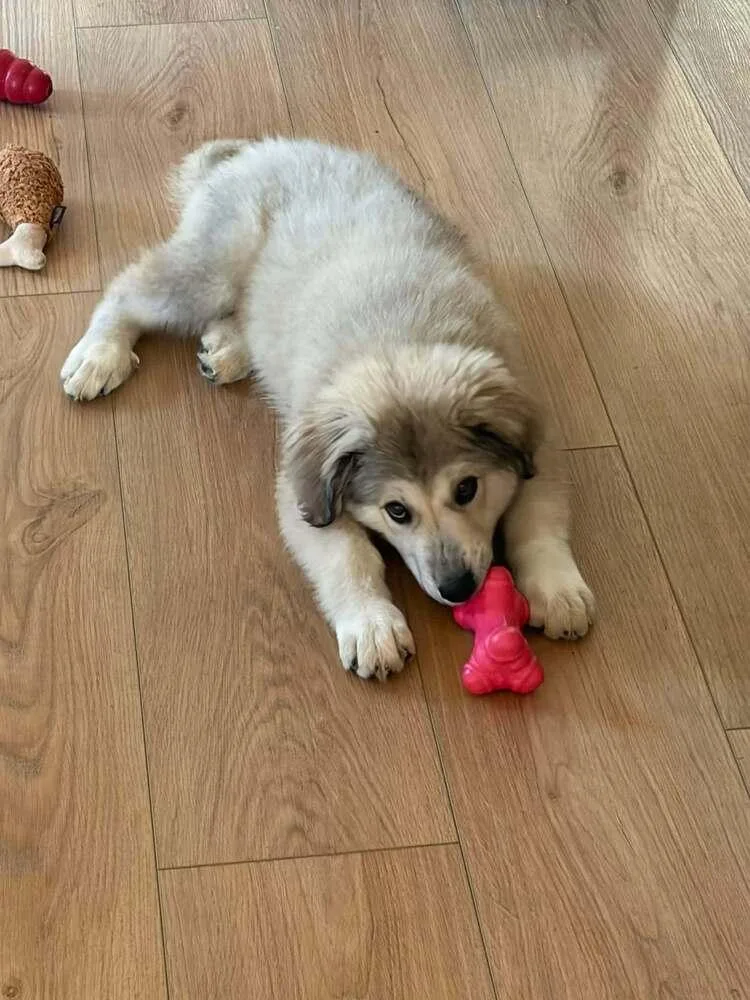 A baby large-sized female Great Pyrenees dog named ChouChou for adoption in Peoria, IL