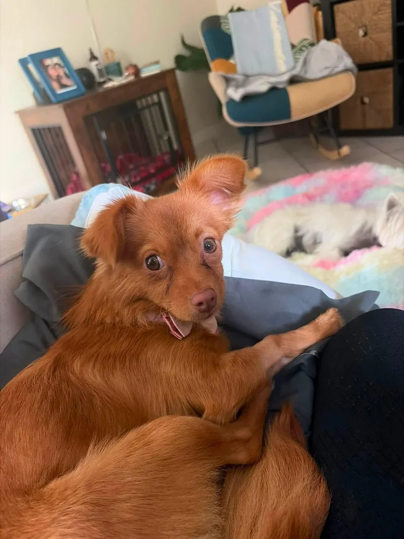 A young medium-sized female Chihuahua dog named Camila Rose for adoption in Katy, TX