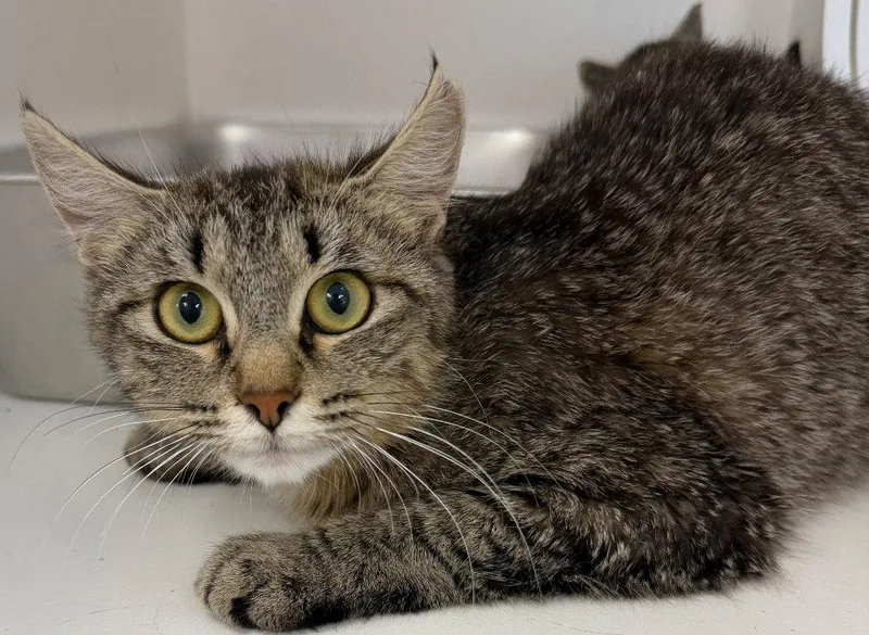 An adult medium-sized female Domestic Short Hair cat named 26-285 for adoption in Tarboro, NC