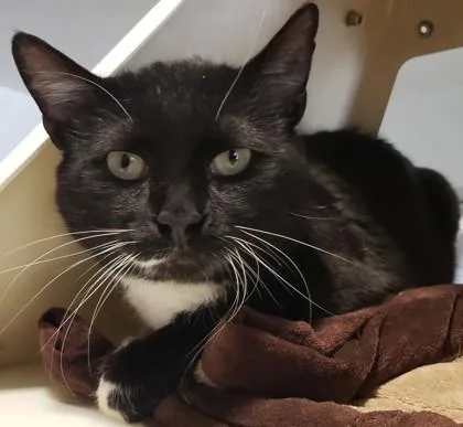 The Clash thumbnail 2