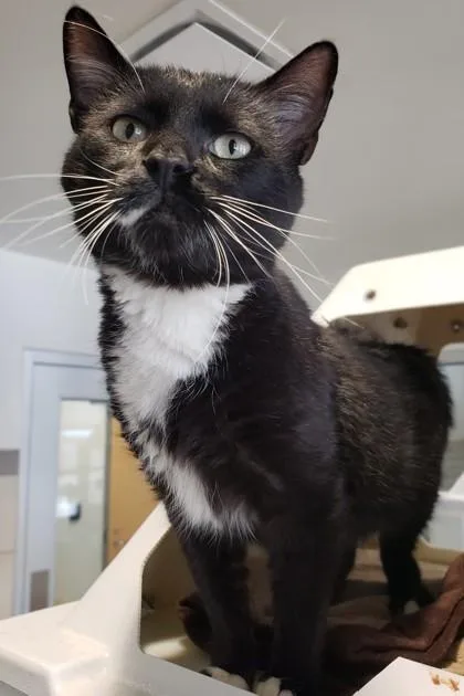 The Clash thumbnail 3