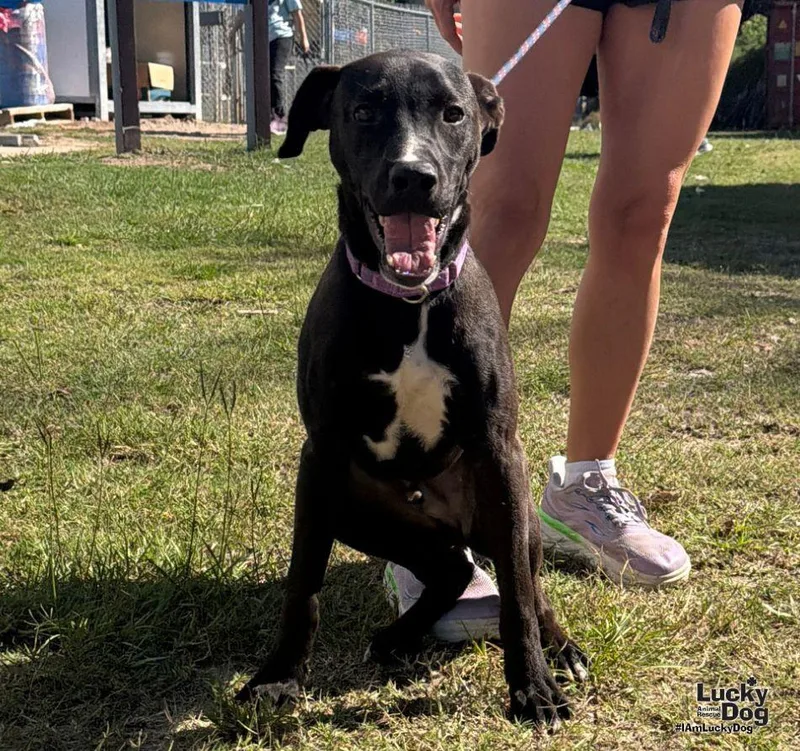 A young large-sized male Labrador Retriever dog named Marty for adoption in Washington, DC