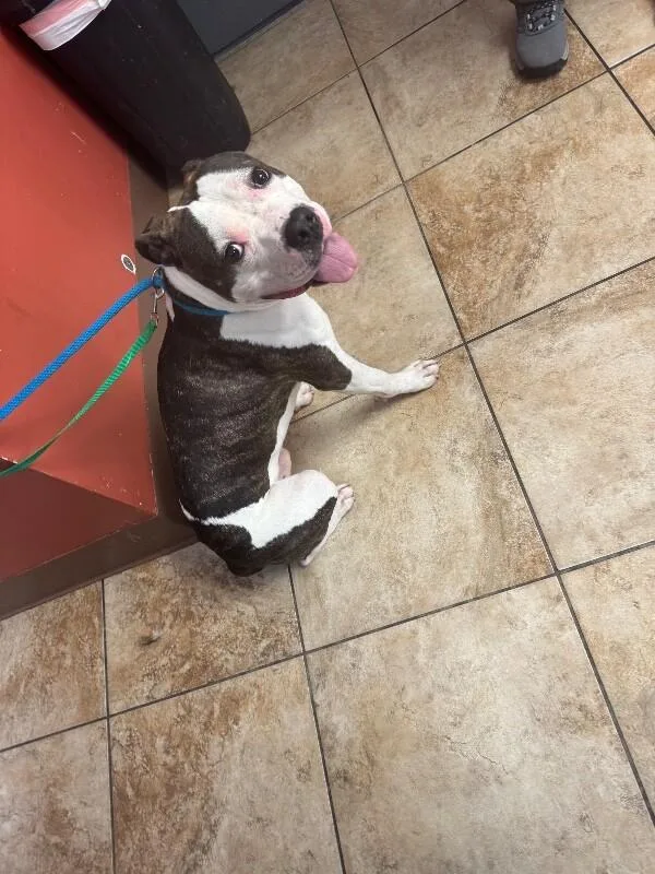 An adult large-sized male Brindle Mixed Breed dog named Busta for adoption in Cincinnati, OH