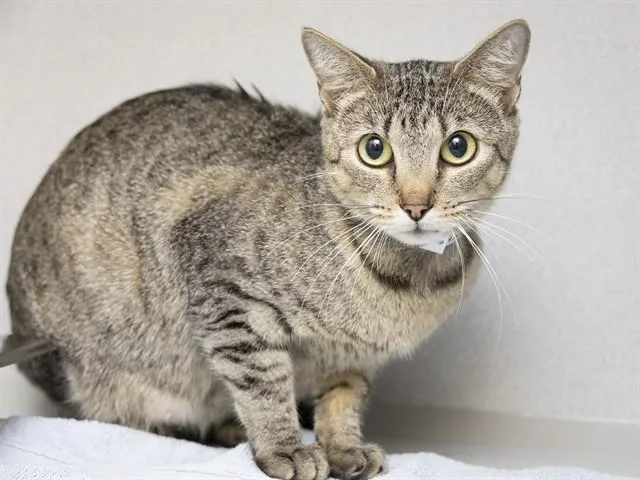A young small-sized female Domestic Short Hair cat named Eevie for adoption in Phoenix, AZ