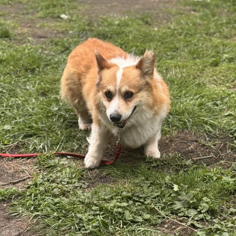 Chester
