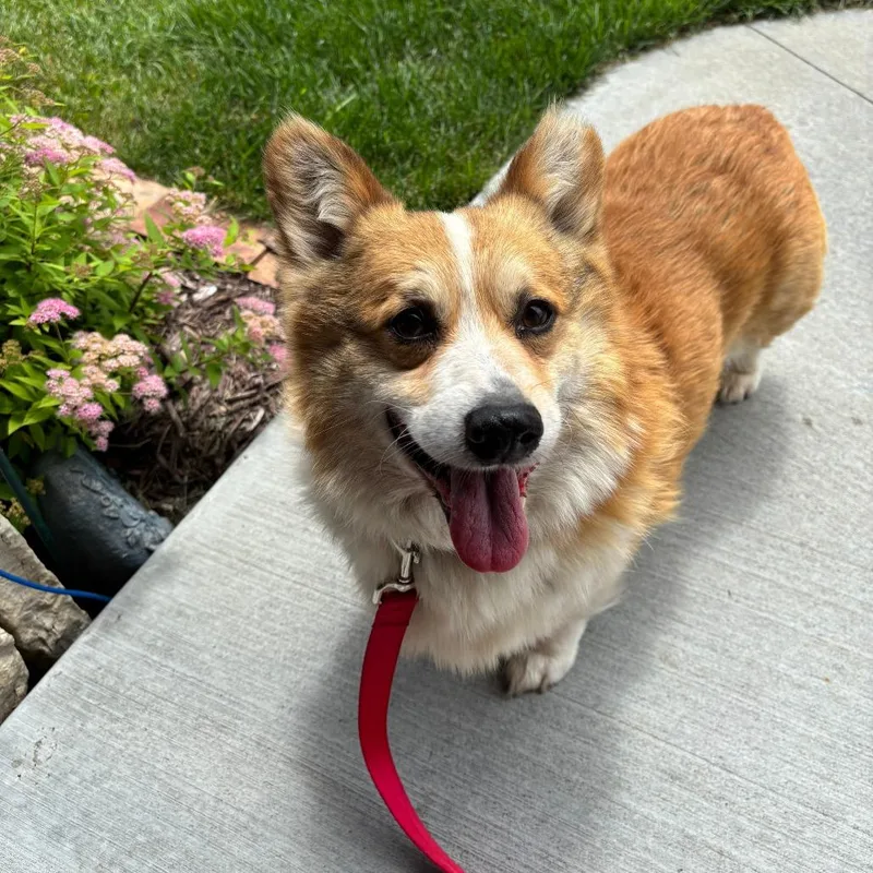 Chester thumbnail 2