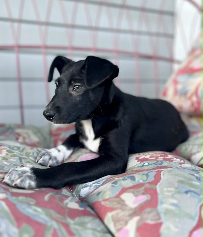 A baby medium-sized female Black Labrador Retriever dog named Ducky for adoption in Gulfport, MS