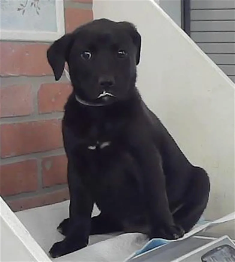 A baby small-sized female Labrador Retriever dog named Sassy for adoption in Houston, TX