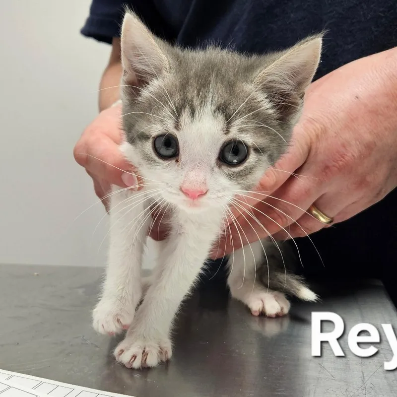 A baby small-sized female Gray / Blue / Silver Domestic Short Hair cat named Reyna for adoption in Oneonta, NY