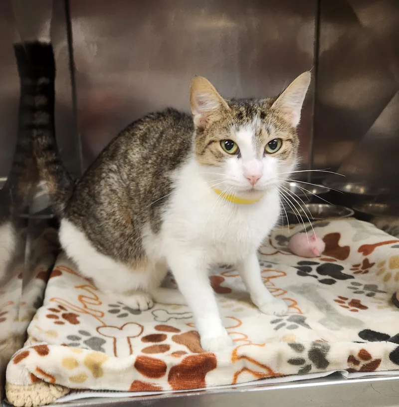 An adult medium-sized female White Domestic Short Hair cat named Paisley for adoption in Clayton, NJ
