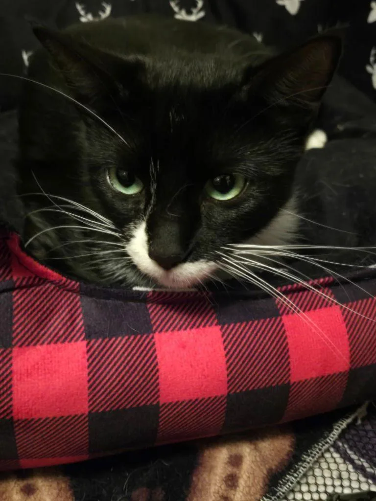 Primrose thumbnail 2