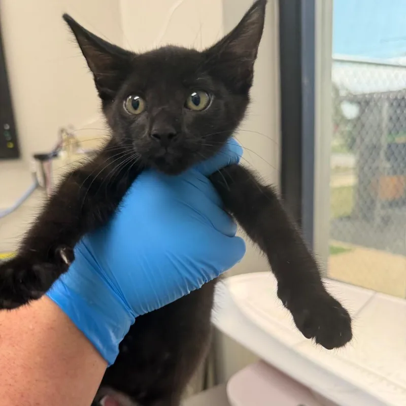 A baby small-sized male Black Domestic Short Hair cat named Medical for adoption in Columbiana, AL