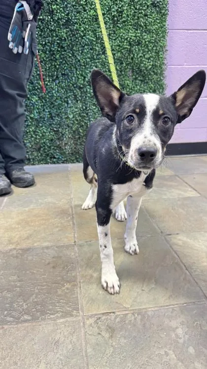A baby small-sized female Black Mixed Breed dog named 61053229 for adoption in El Paso, TX