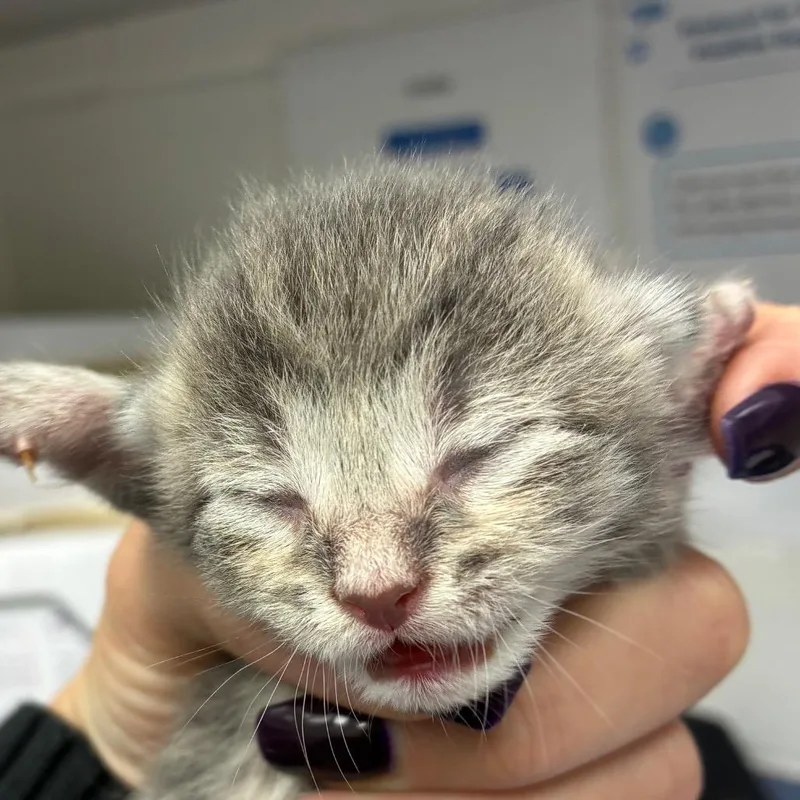A baby small-sized male Gray / Blue / Silver Domestic Short Hair cat named Ethan for adoption in Corpus Christi, TX