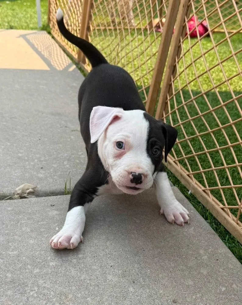 A baby small-sized male Tricolor (Brown, Black, & White) Pit Bull Terrier dog named Biscotti for adoption in Colorado Springs, CO