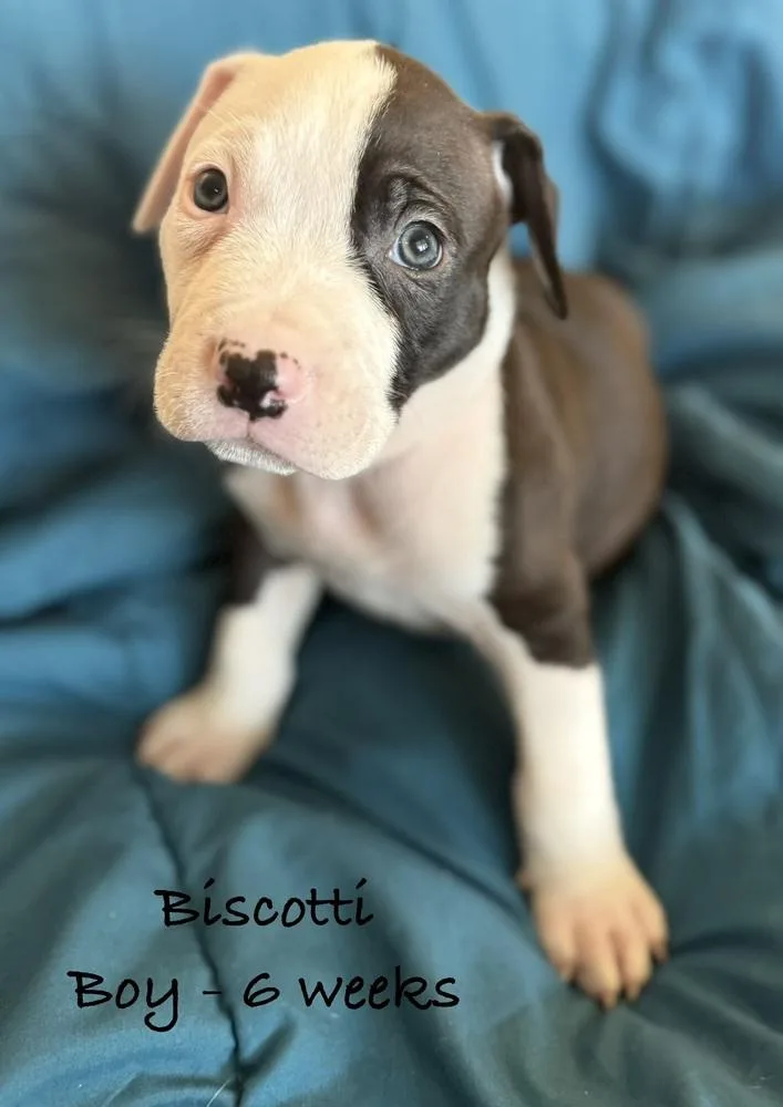 Biscotti thumbnail 2