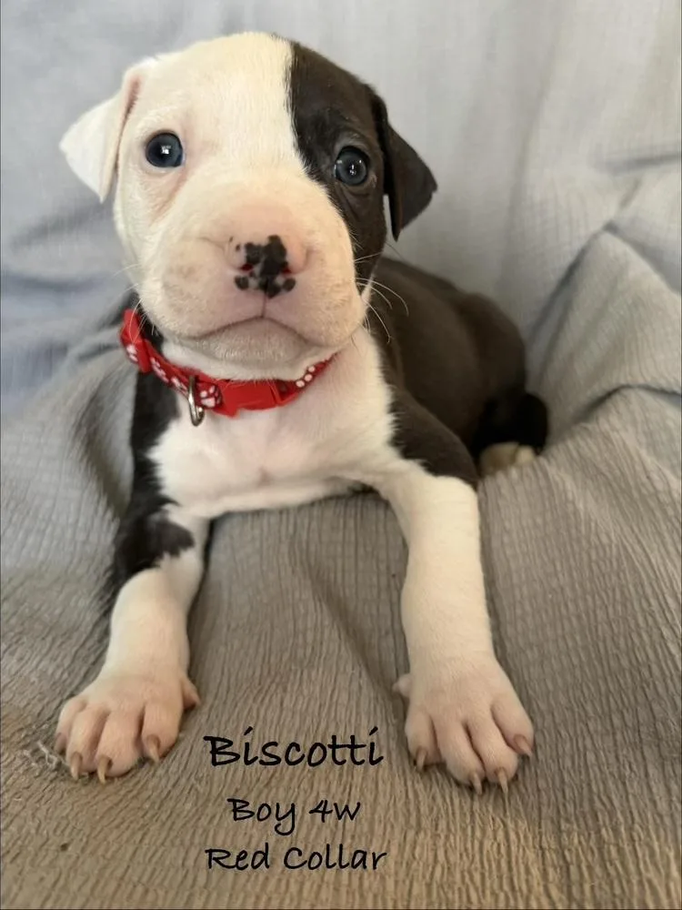 Biscotti thumbnail 6