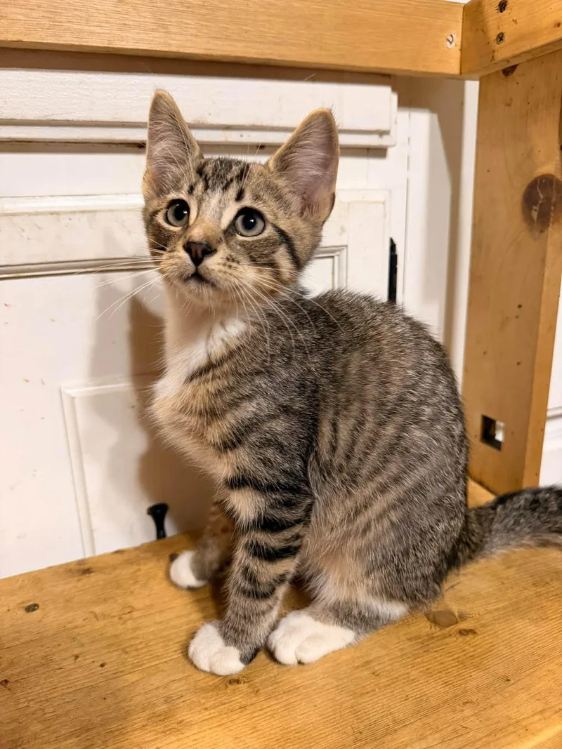 A baby medium-sized male Tabby (Gray / Blue / Silver) Domestic Short Hair cat named DJ Catnip for adoption in Rumford, ME