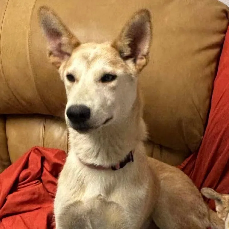 A baby medium-sized female Yellow / Tan / Blond / Fawn Husky dog named Foxy for adoption in Hackett, AR