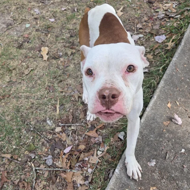 A young medium-sized female White / Cream Mixed Breed dog named Straymccarthadrive for adoption in Columbus, GA