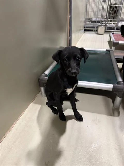 A young small-sized female Chihuahua dog named A for adoption in Bakersfield, CA