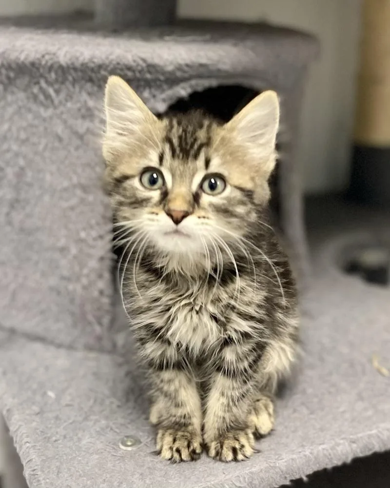 A baby small-sized male Brown / Chocolate Domestic Long Hair cat named Sturgeon for adoption in Jamestown, CA