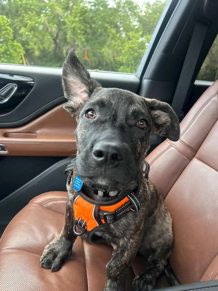 A baby medium-sized male Brindle German Shepherd Dog dog named Arlo for adoption in St. Petersburg, FL