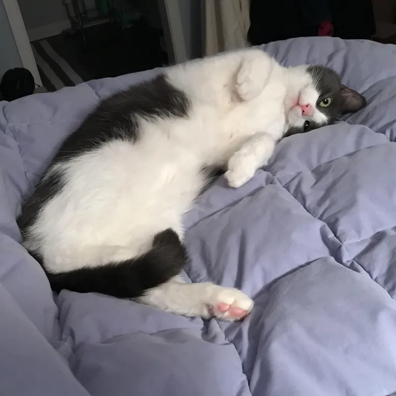 An adult medium-sized male Domestic Short Hair cat named Hall And Recess for adoption in Woodbury, NJ