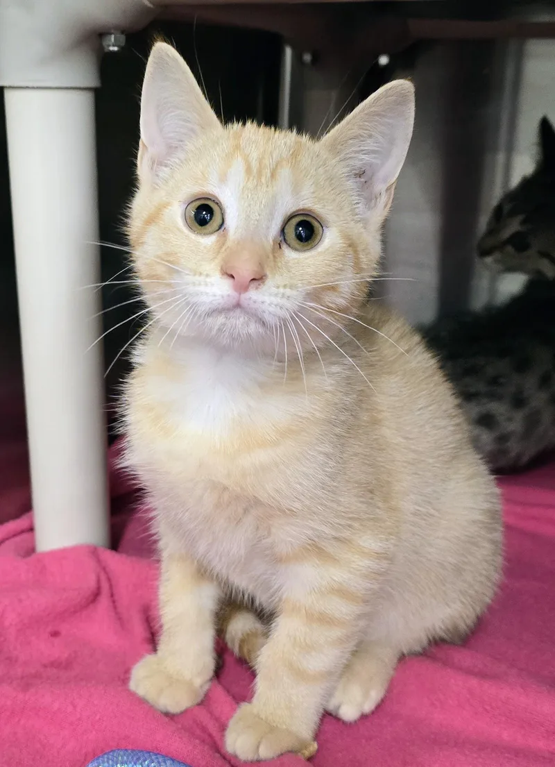 A baby large-sized male Tabby (Orange / Red) Domestic Short Hair cat named Charizard for adoption in Amityville, NY