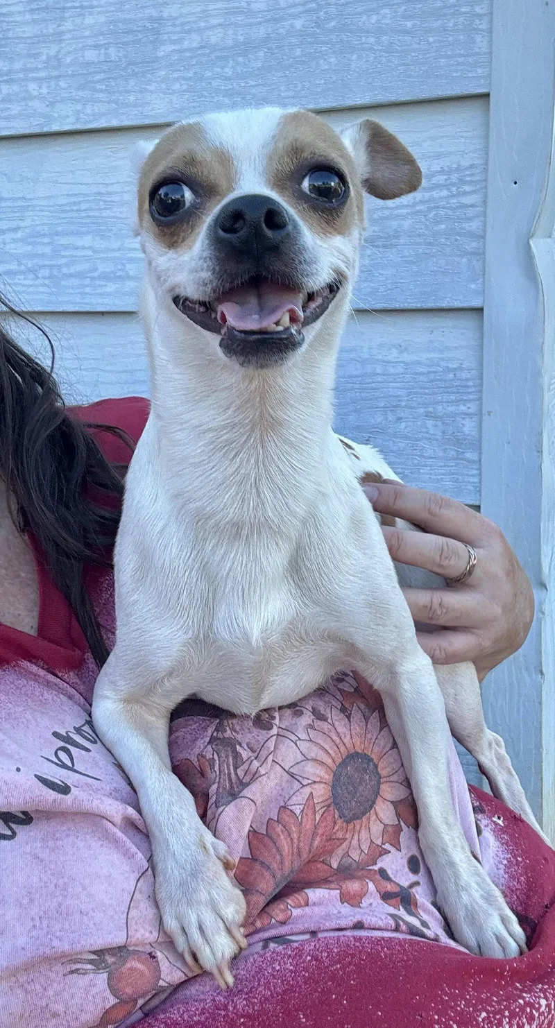 A young small-sized male Chihuahua dog named Charlie for adoption in Maiden, NC