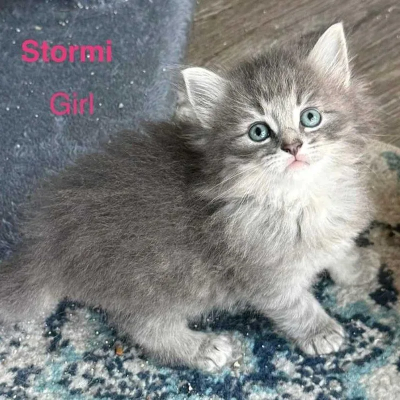 Stormi