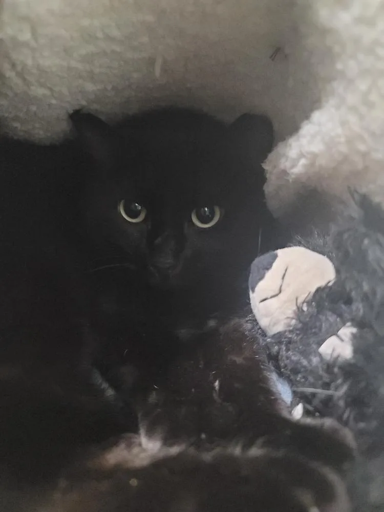 Baby Girl thumbnail 2