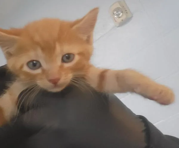 A baby small-sized male Domestic Short Hair cat named Kd Flash for adoption in Lawrenceville, GA