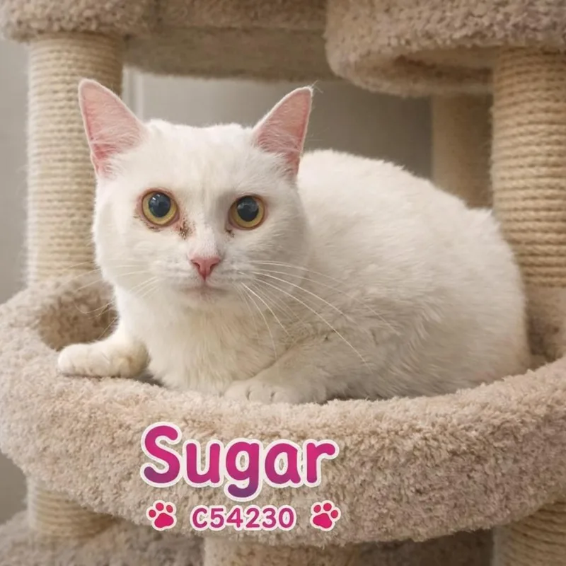 An adult medium-sized female Domestic Short Hair cat named Sugar for adoption in Clarksville, TN