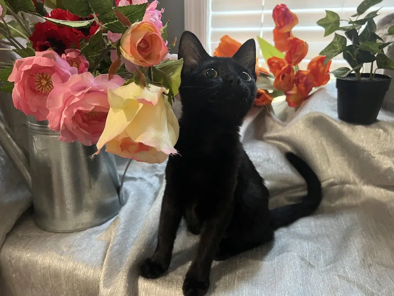 A baby small-sized female Black Domestic Short Hair cat named Mae for adoption in Fayetteville, GA