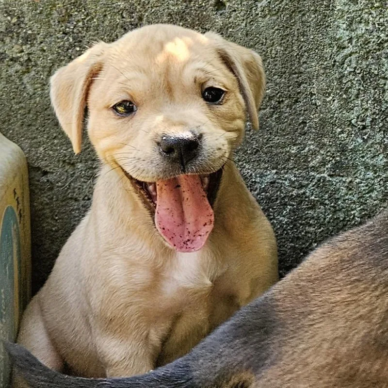 A baby small-sized female Yellow / Tan / Blond / Fawn Mixed Breed dog named Phish Food for adoption in Rockville, MD