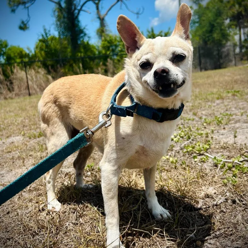 A senior small-sized female White / Cream Chihuahua dog named Riley for adoption in Englewood, FL