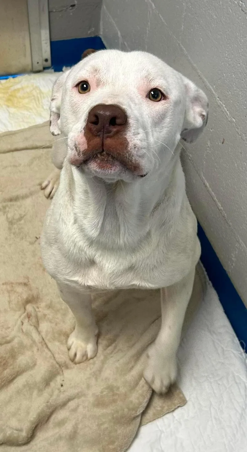 A baby medium-sized male Mixed Breed dog named Johnny for adoption in Holbrook, NY